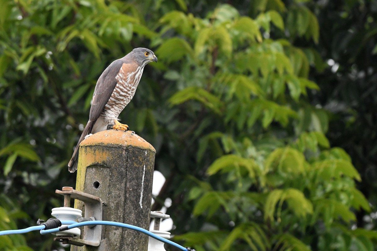 Crested Goshawk - ML419125381