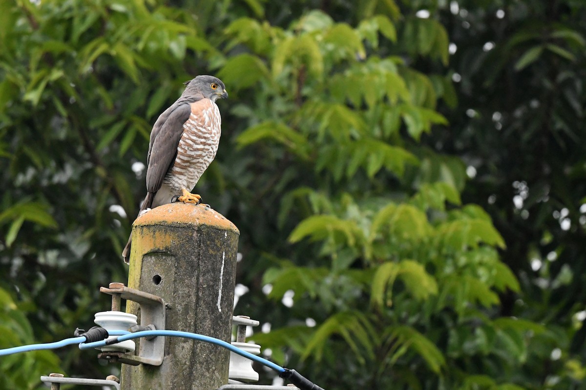 Crested Goshawk - ML419125411