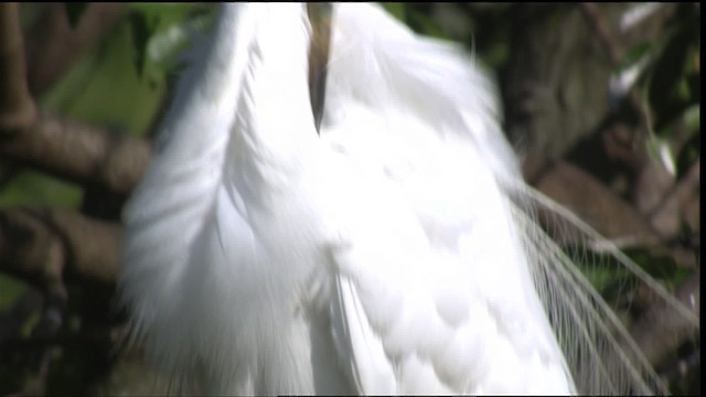 Большая белая цапля (egretta) - ML419127