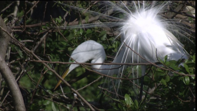 Большая белая цапля (egretta) - ML419128
