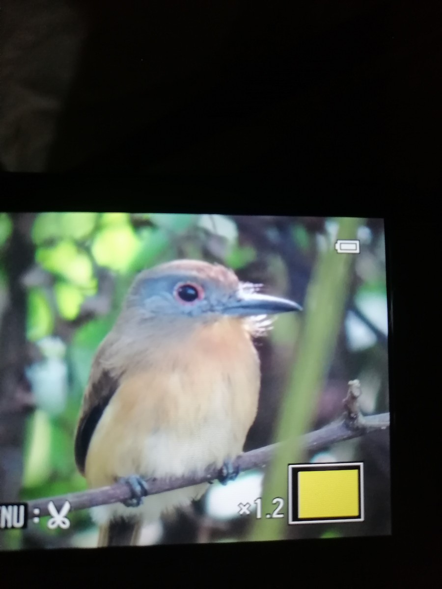 Gray-cheeked Nunlet - ML419128261