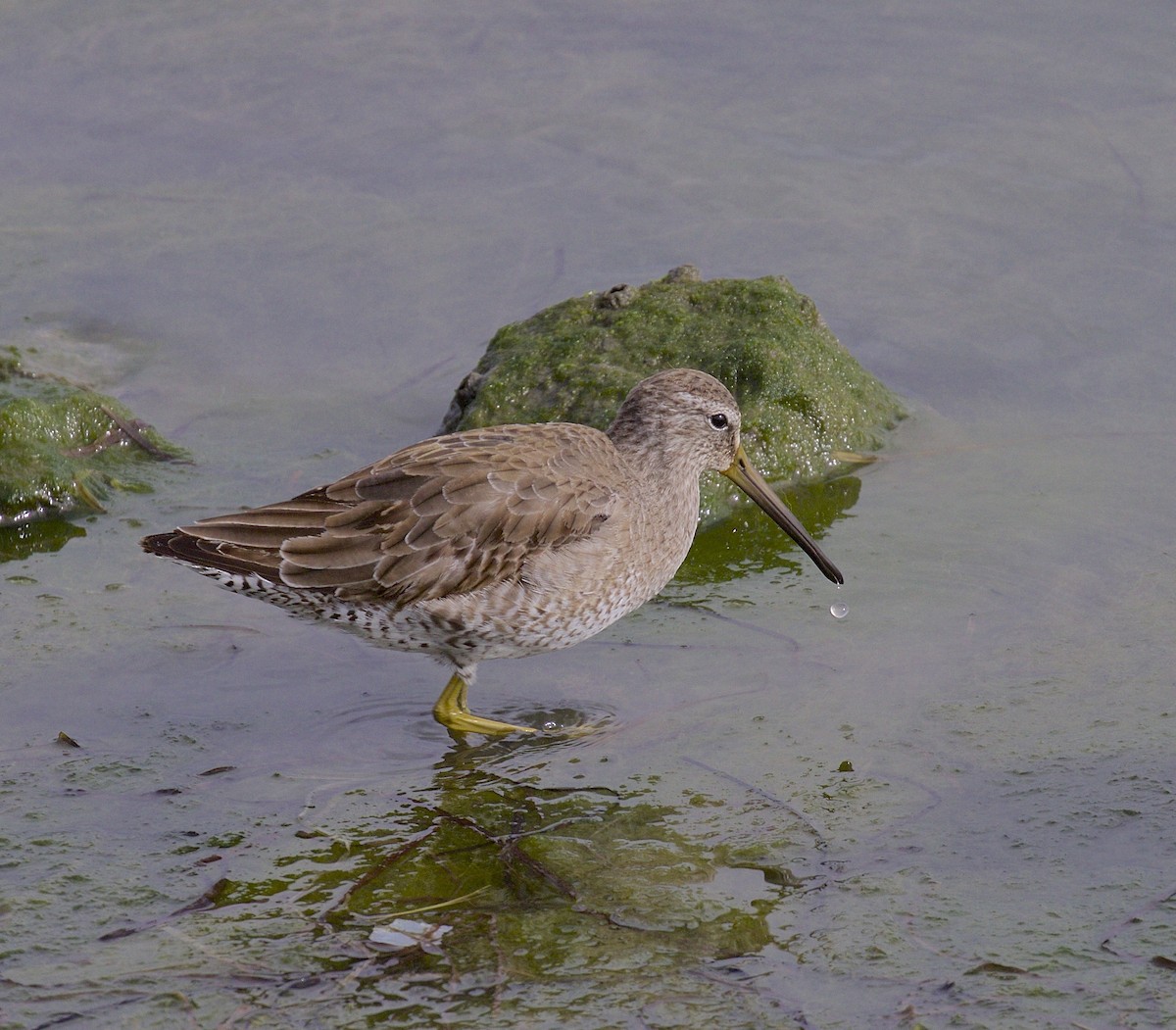 Short-billed/Long-billed Dowitcher - Alison Hiers
