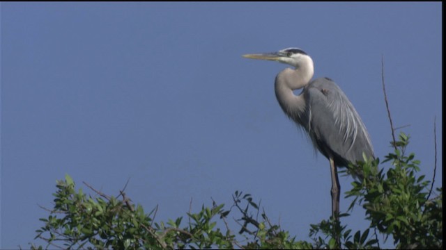 Garza Azulada (grupo herodias) - ML419130