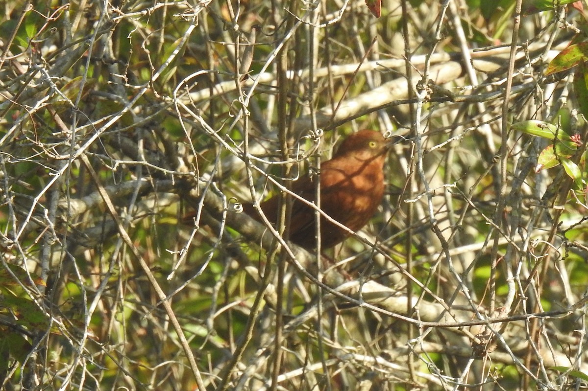 Brown Thrasher - ML419130371