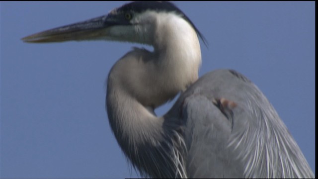 Great Blue Heron (Great Blue) - ML419131