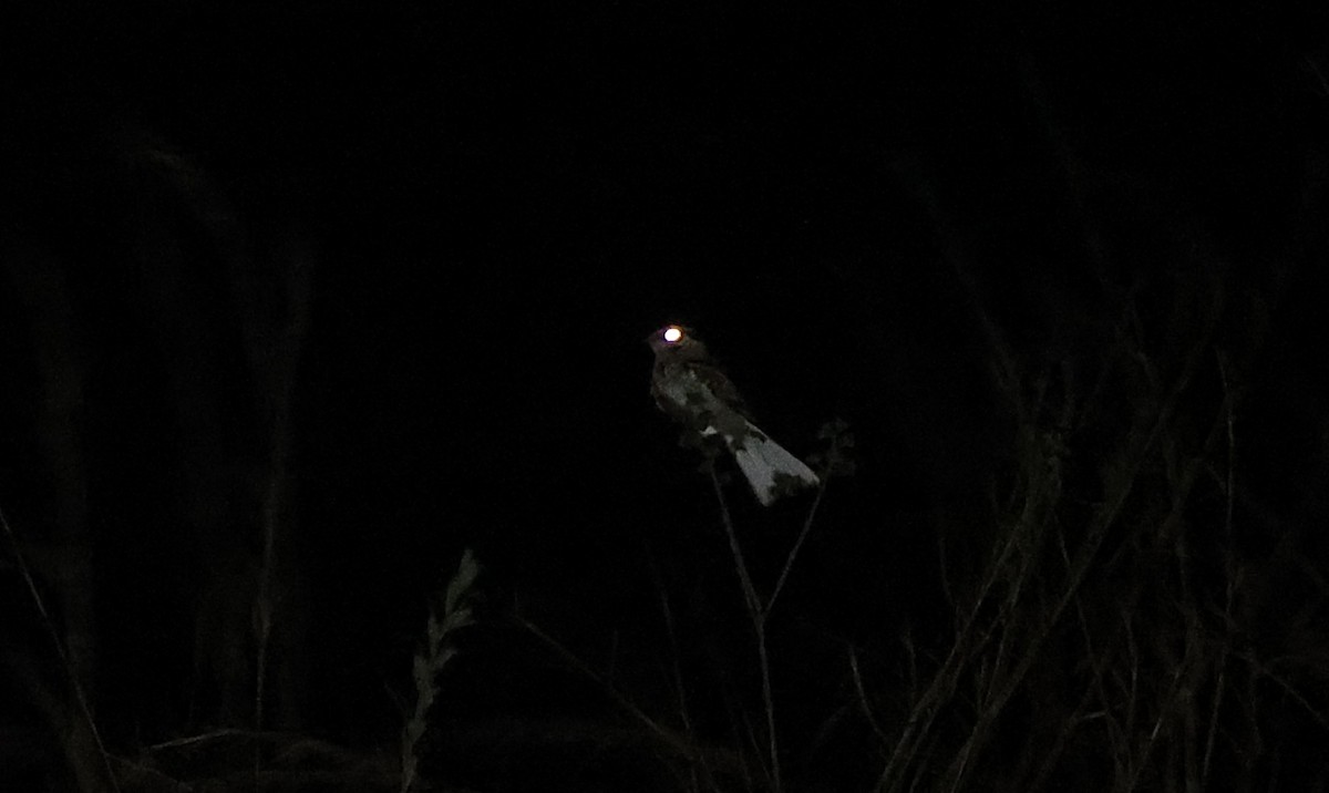 White-tailed Nightjar - ML419131141