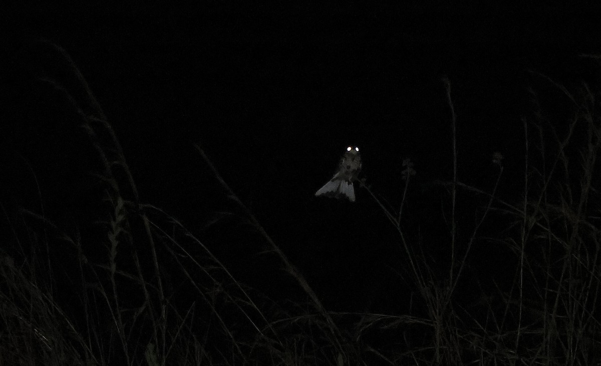White-tailed Nightjar - ML419131171