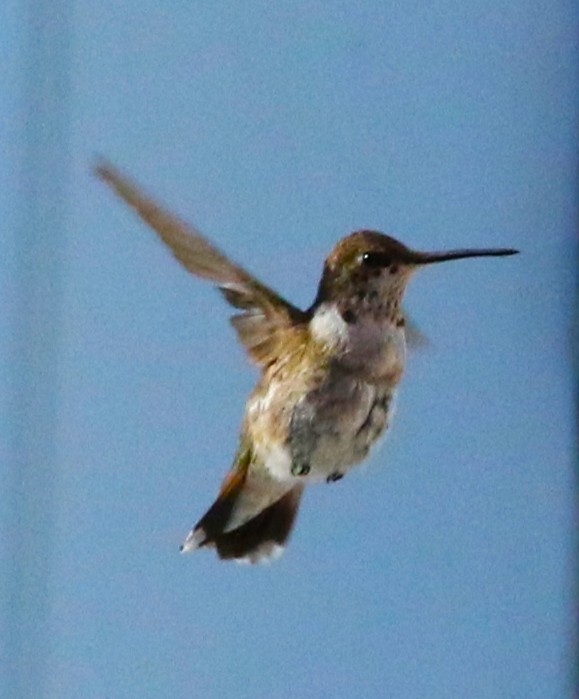 Colibri à gorge noire - ML419131211