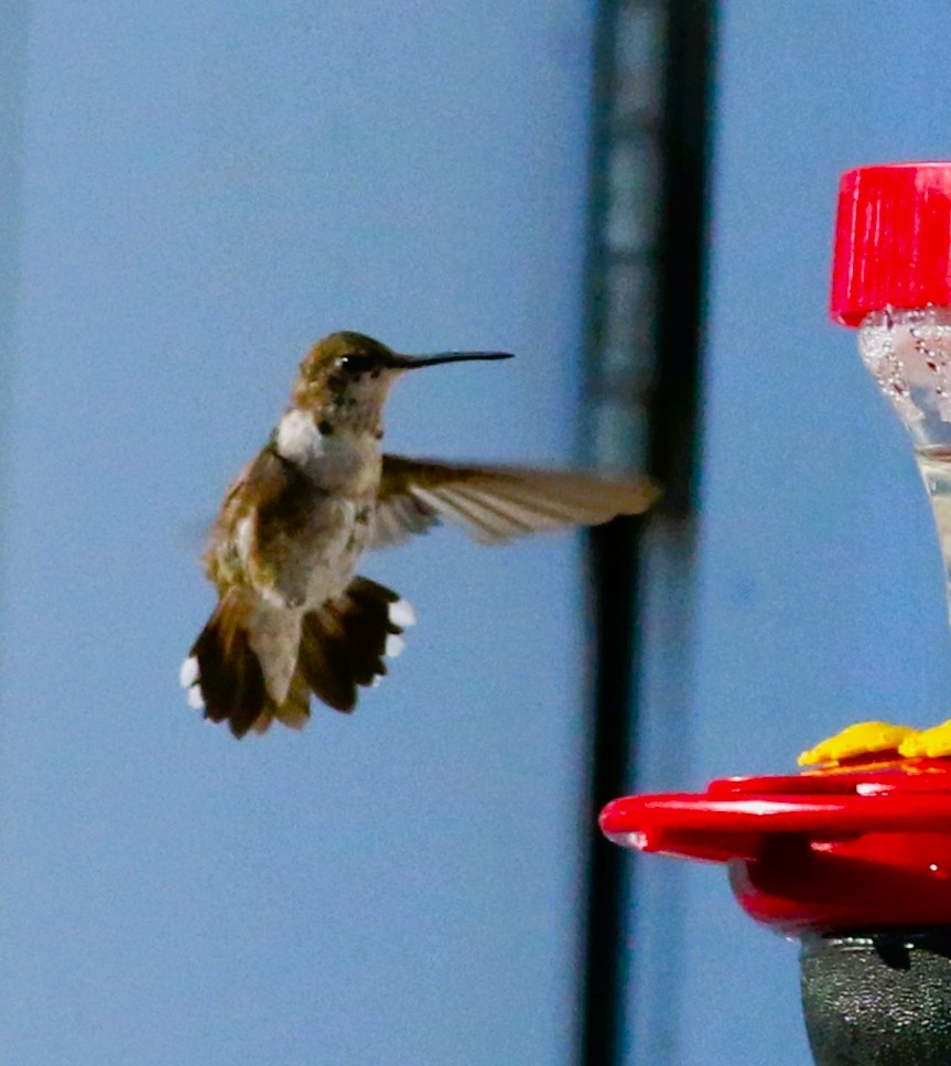 Black-chinned Hummingbird - ML419131221