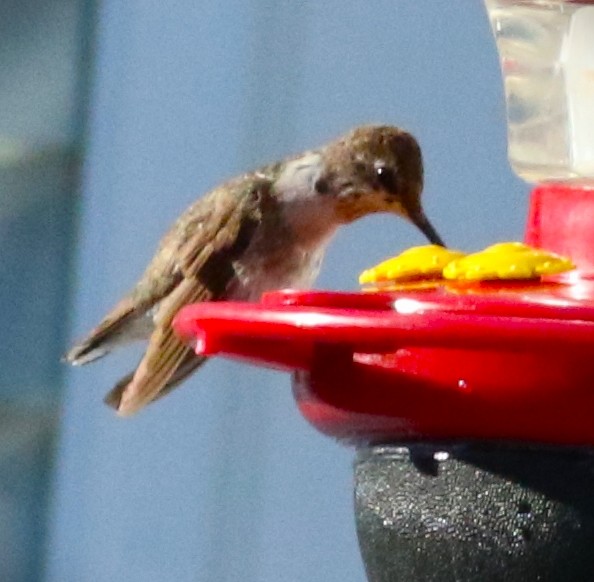 Black-chinned Hummingbird - Vicky Burke