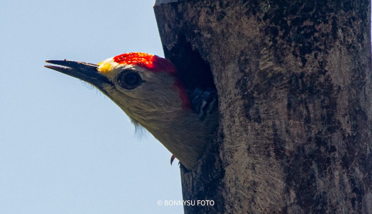 Red-crowned Woodpecker - ML419131771