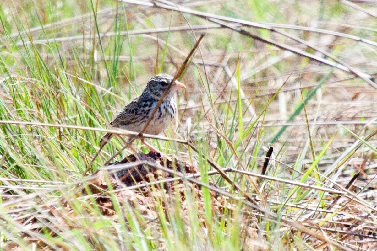 Madagascar Lark - ML419133301