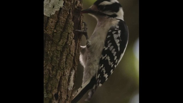 Downy Woodpecker - ML419134001