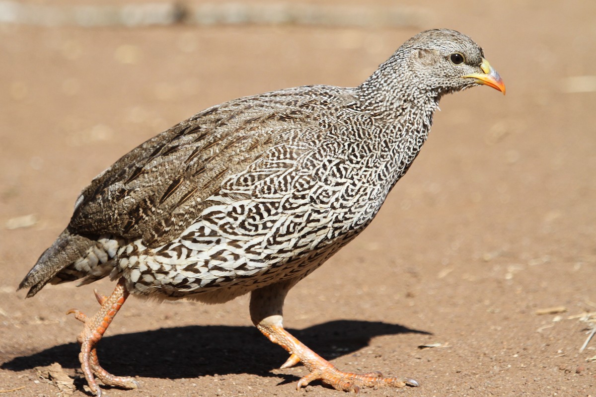 Natal Spurfowl - ML41913531