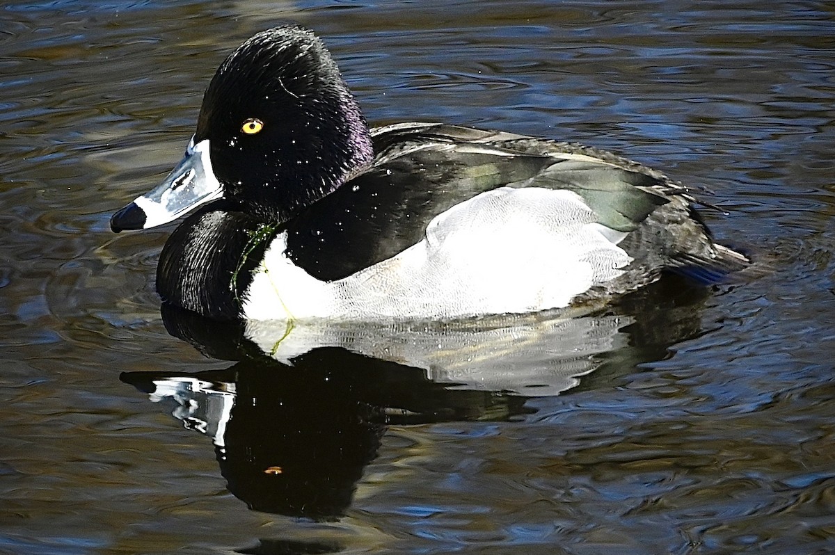 Ring-necked Duck - ML419135431
