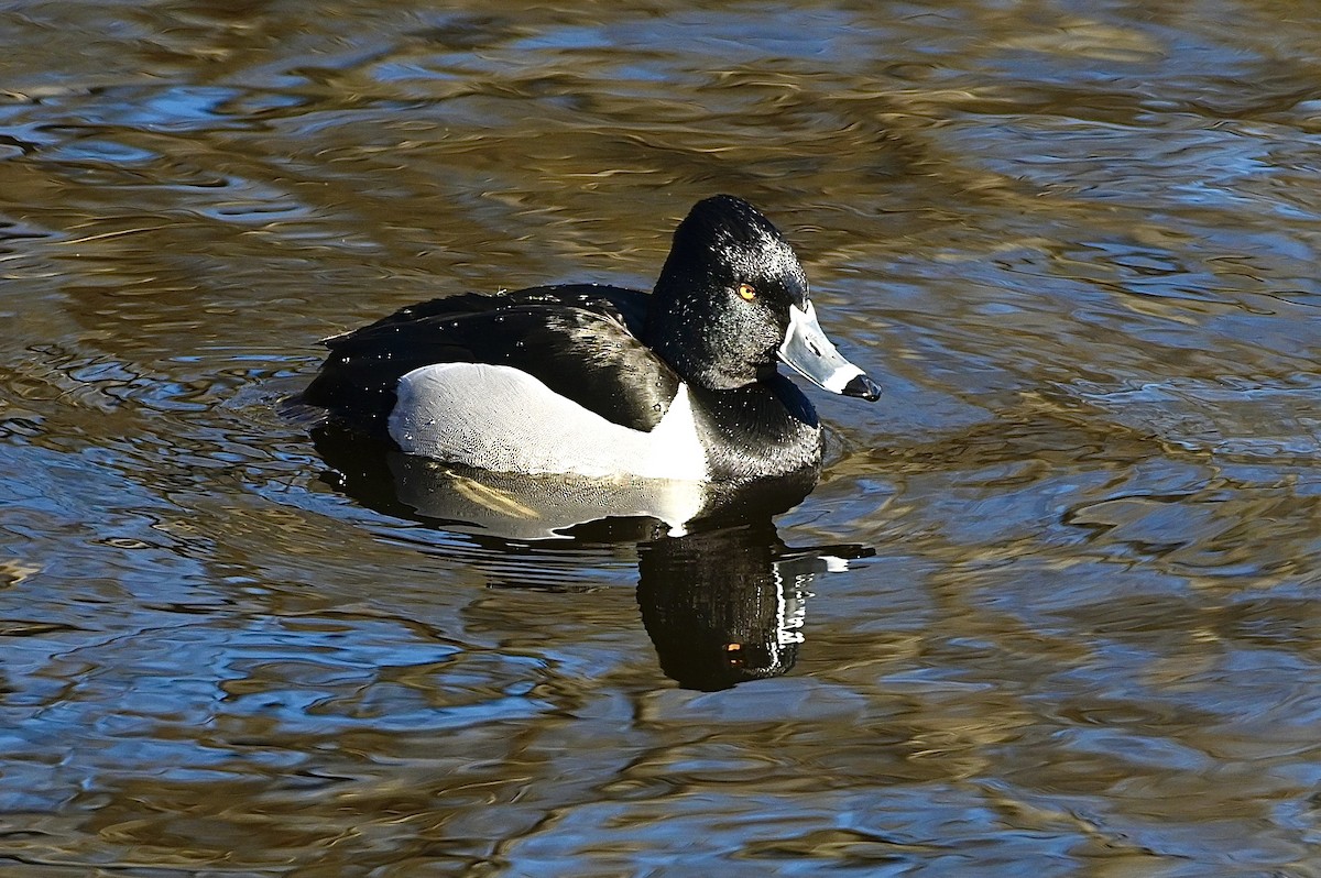 Ring-necked Duck - ML419135441