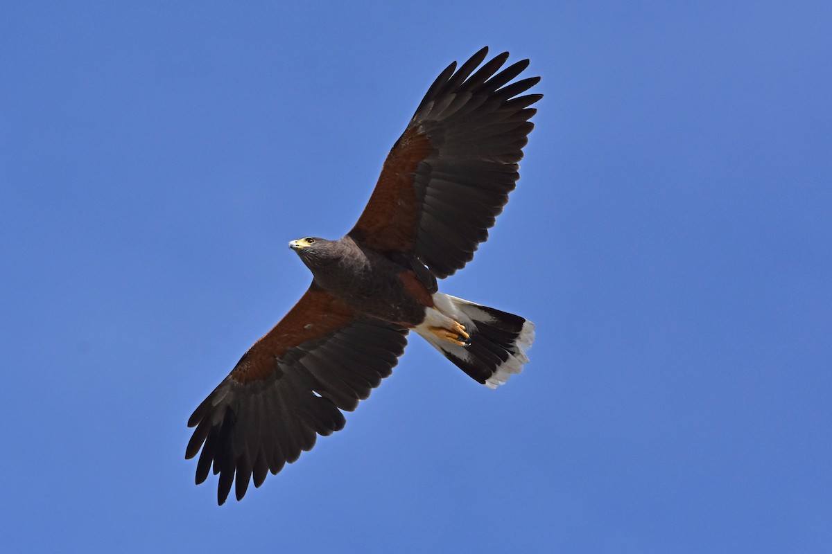 Harris's Hawk - Nate Gowan