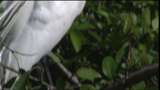 Большая белая цапля (egretta) - ML419136