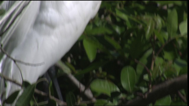 Grande Aigrette (egretta) - ML419136