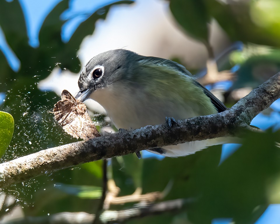 Blue-headed Vireo - ML419136831