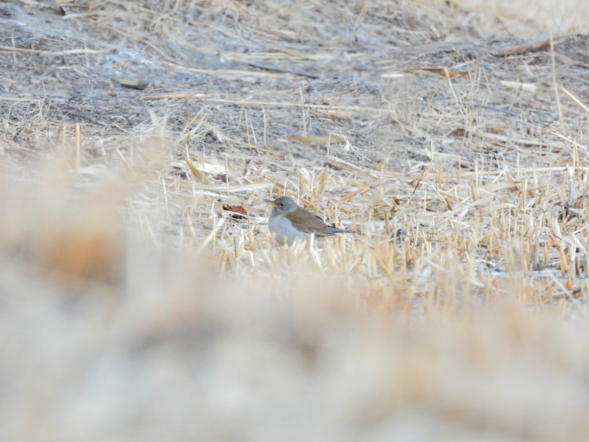 Pale Thrush - Zhuofei Lu