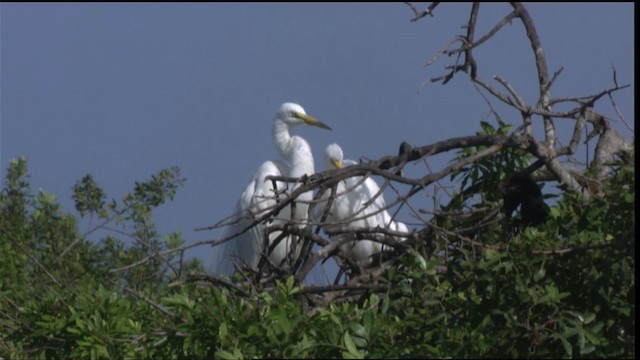 volavka bílá (ssp. egretta) - ML419138