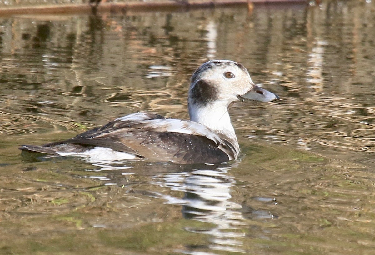 Long-tailed Duck - ML41913921