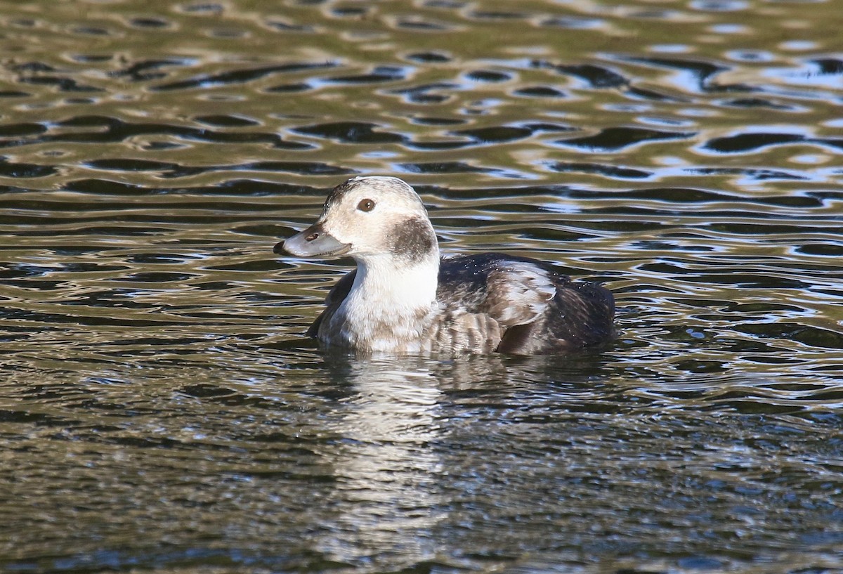 Long-tailed Duck - ML41913931