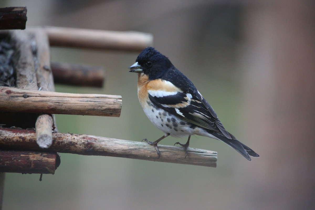 Brambling - ML41913951