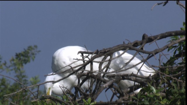 Большая белая цапля (egretta) - ML419140