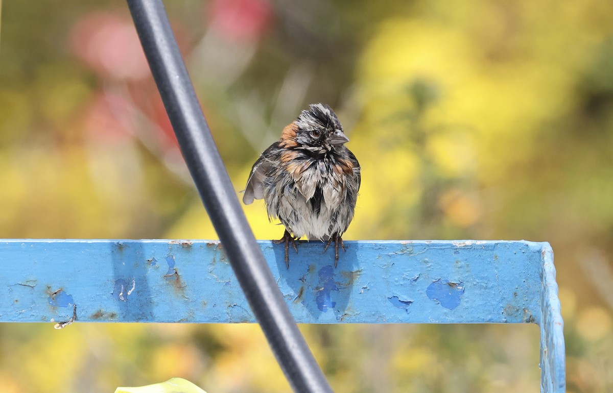 Rufous-collared Sparrow - ML419141551