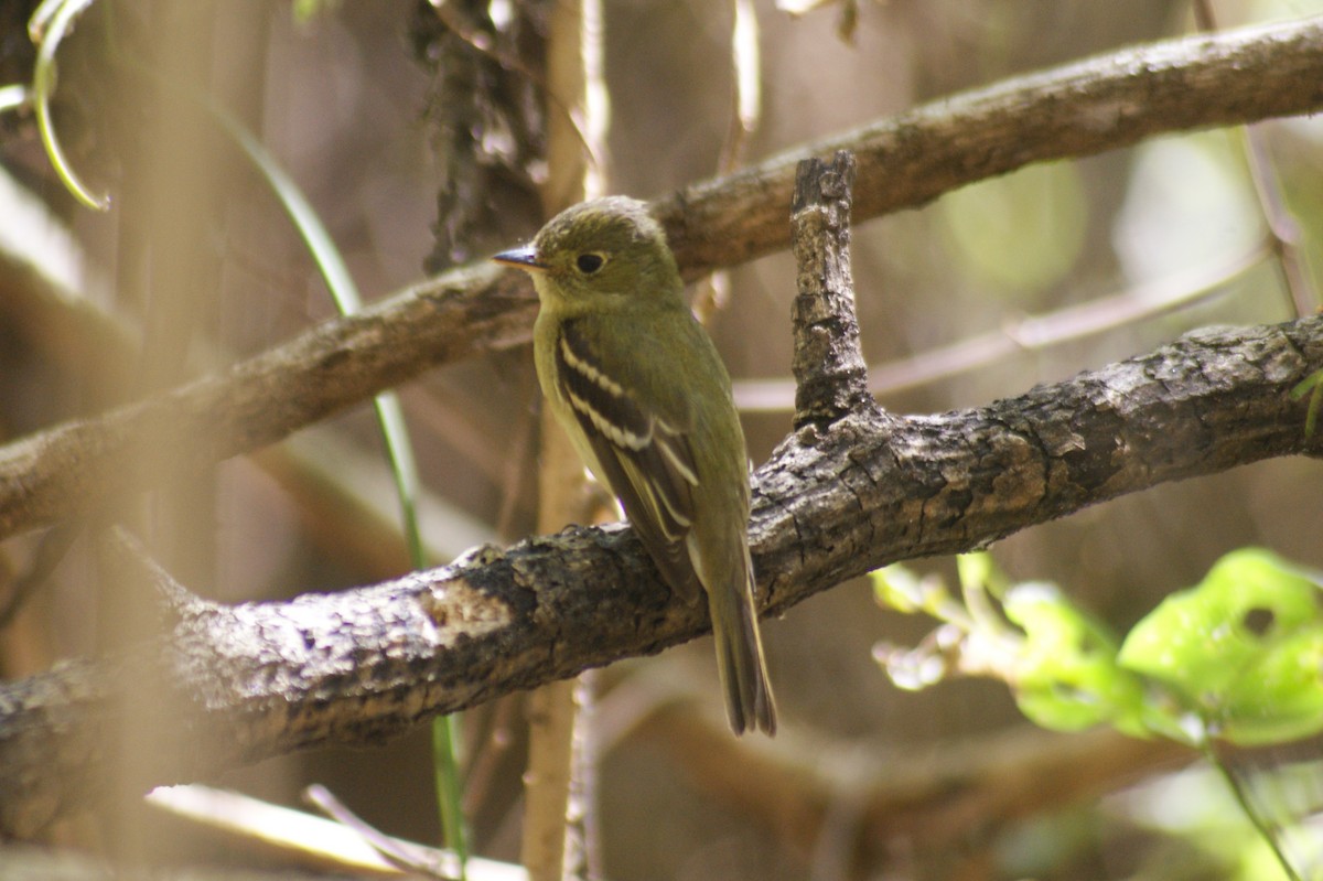 Yellow-bellied Flycatcher - ML419142111