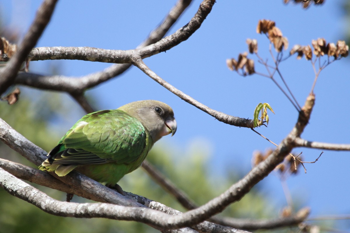 Brown-headed Parrot - ML41914341