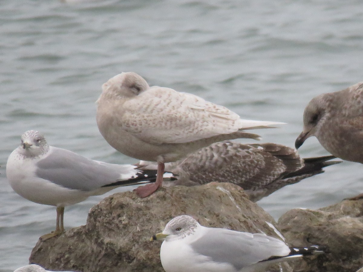 Gaviota Groenlandesa - ML419144961