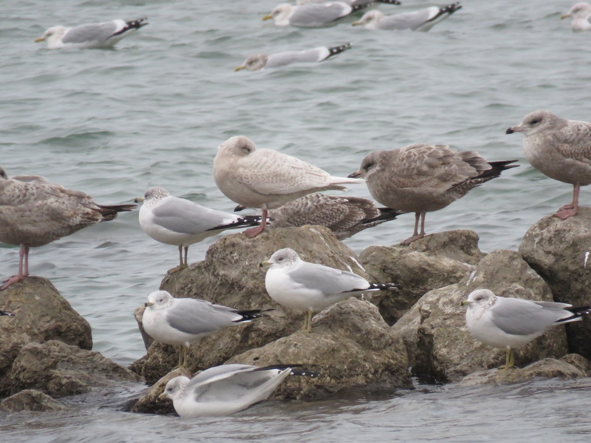 Iceland Gull - ML419144971