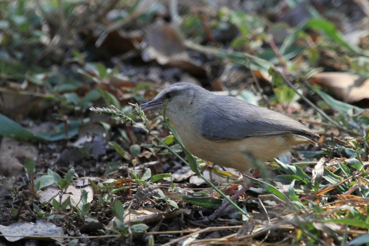 Long-billed Crombec - ML41914581