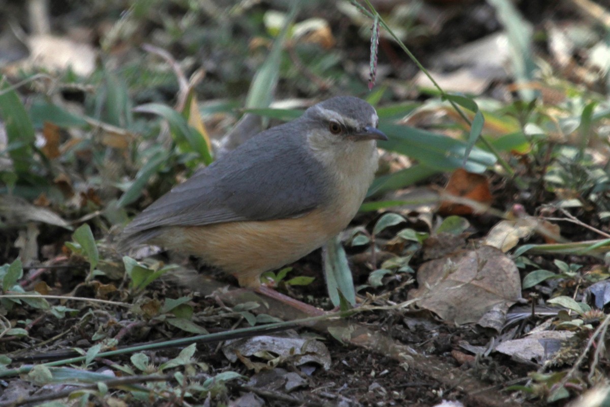 Long-billed Crombec - ML41914591