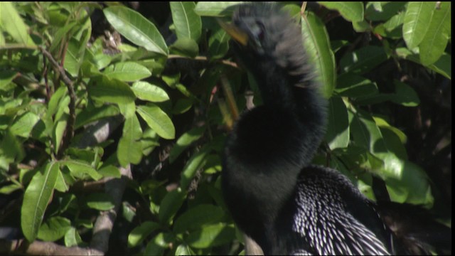 anhinga americká - ML419146