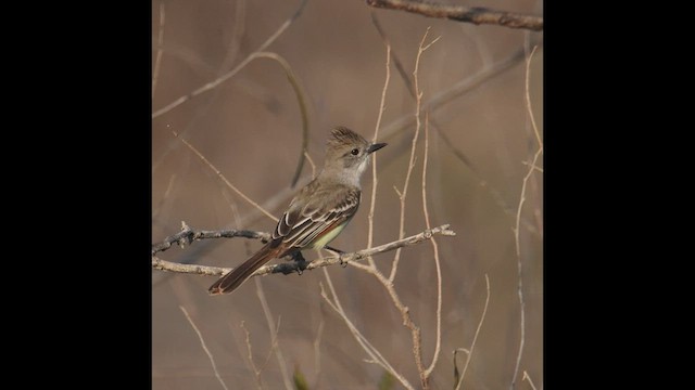 Nutting's Flycatcher - ML419147891