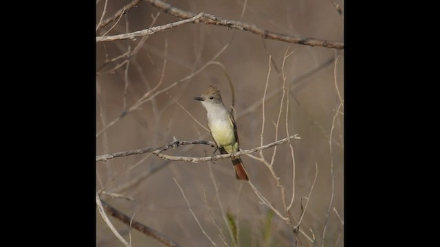 Nutting's Flycatcher - ML419147911