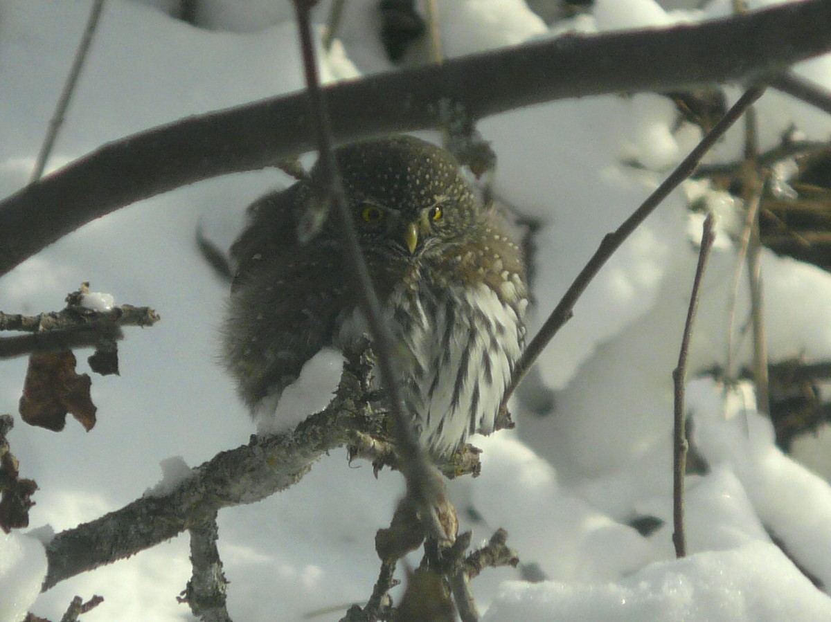 Northern Pygmy-Owl - Douglas Leighton