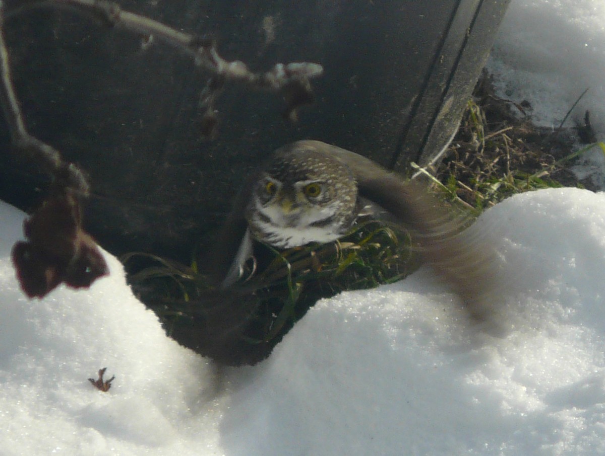 Northern Pygmy-Owl - ML41914891