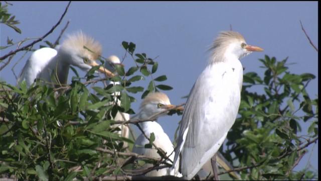 Western Cattle Egret - ML419149