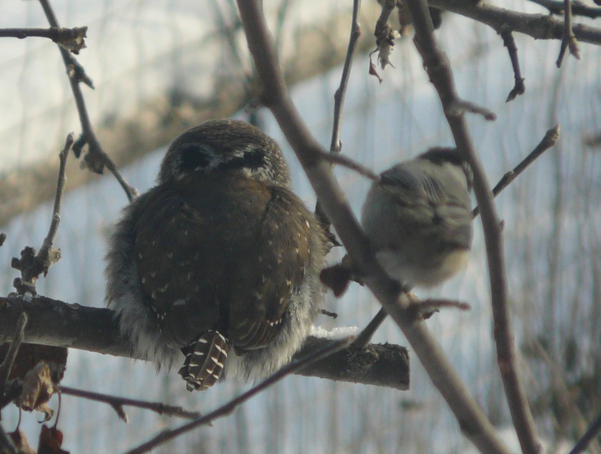 Northern Pygmy-Owl - Douglas Leighton