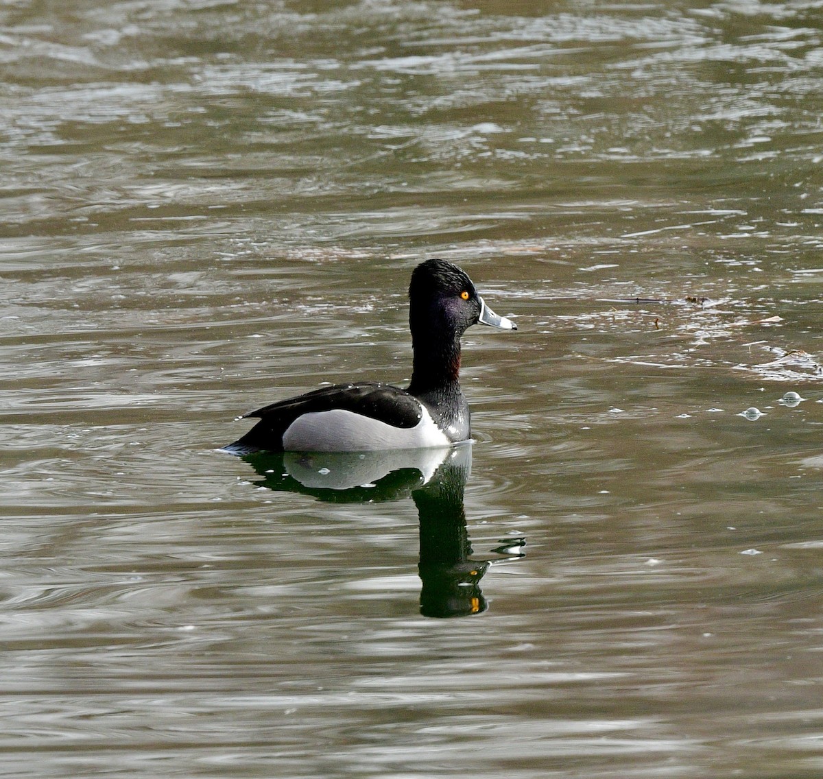 Ring-necked Duck - ML419149661