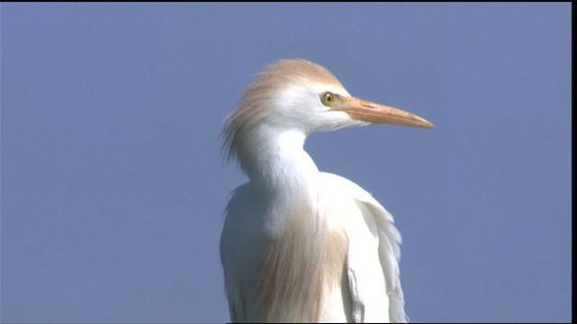 Египетская цапля (ibis) - ML419150