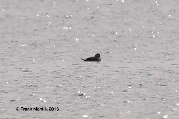 Harlequin Duck - ML41915011