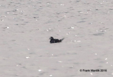 Harlequin Duck - ML41915031