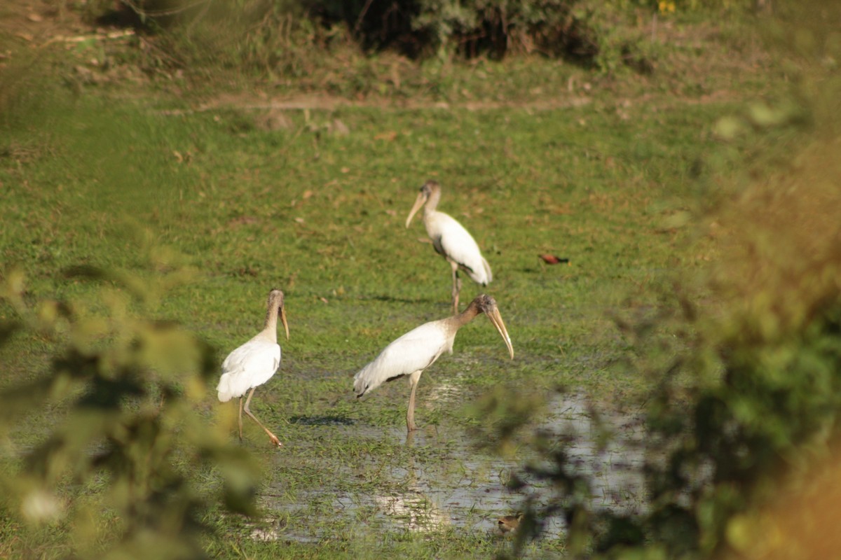 Wood Stork - ML419150501