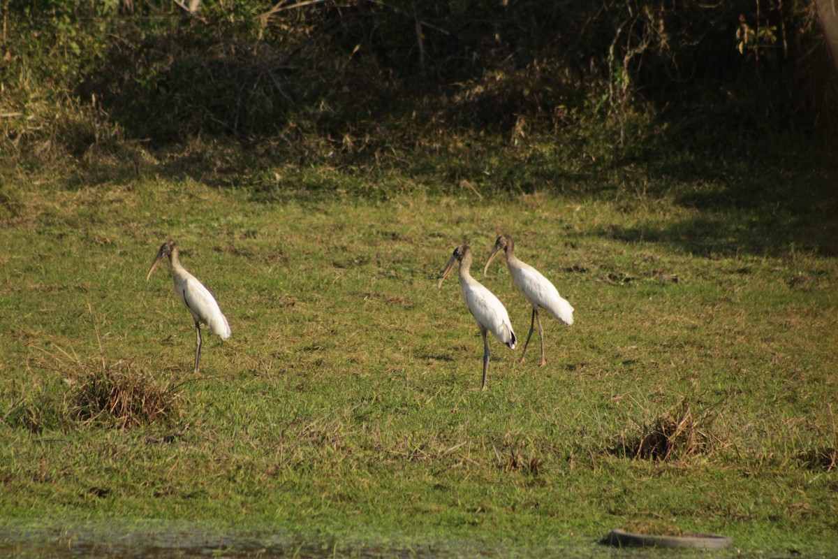 Wood Stork - ML419150531